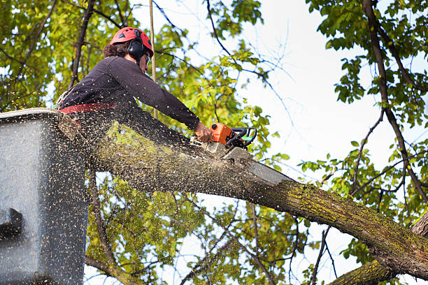 How Our Tree Care Process Works  in  Van, TX